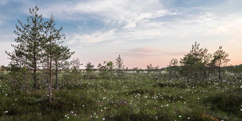 高原秘境观鸟行：探秘青海化隆群科黄河湿地，邂逅候鸟迁徙的生命奇迹